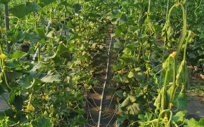 无人农场远程智能灌溉系统