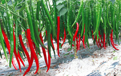 辣椒种植温度管理控水防止病虫害系统