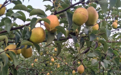 皇冠梨种植田间气象监测