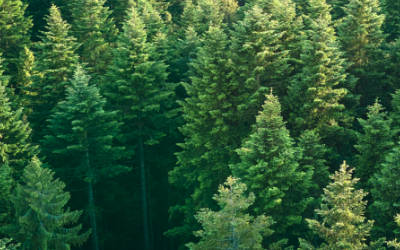 森林病虫害防治监测系统应用方案