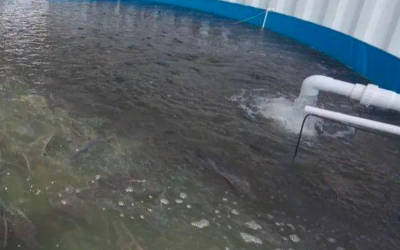 预防高温期鱼病水温监测自动降温