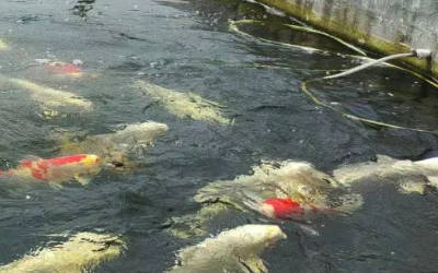 土塘养鱼水质监测系统