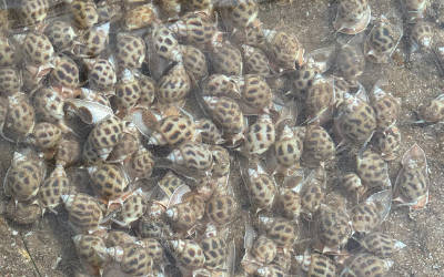 东风螺育苗养殖基地水质监测