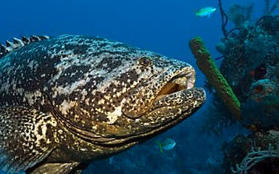 石斑鱼养殖水质控制系统