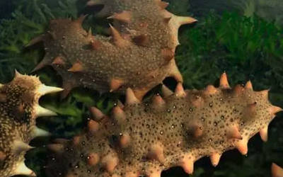 海参养殖水温、溶解氧、pH数据实时自动监测