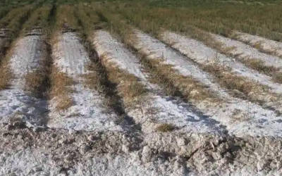 沿海海水倒灌土地盐碱化监测